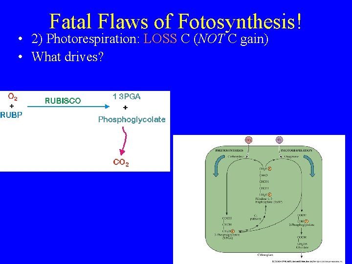 Fatal Flaws of Fotosynthesis! • 2) Photorespiration: LOSS C (NOT C gain) • What