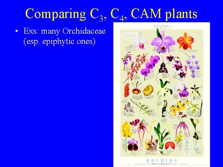 Comparing C 3, C 4, CAM plants • Exs: many Orchidaceae (esp. epiphytic ones)