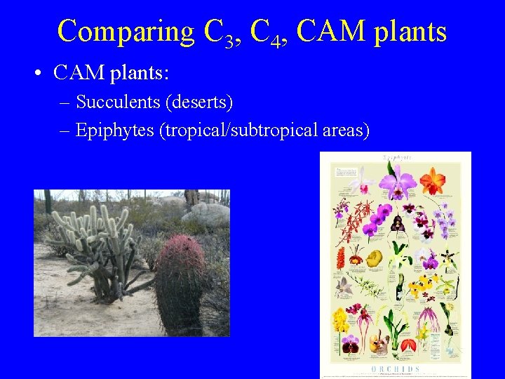 Comparing C 3, C 4, CAM plants • CAM plants: – Succulents (deserts) –