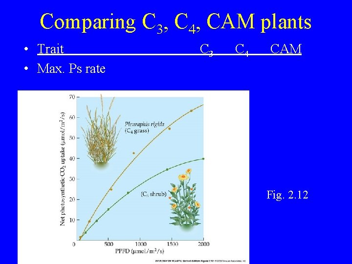 Comparing C 3, C 4, CAM plants • Trait • Max. Ps rate C