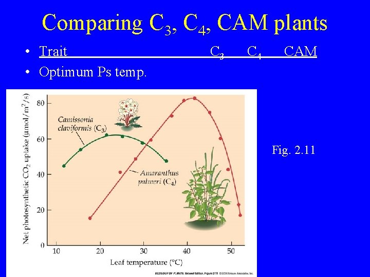 Comparing C 3, C 4, CAM plants • Trait • Optimum Ps temp. C