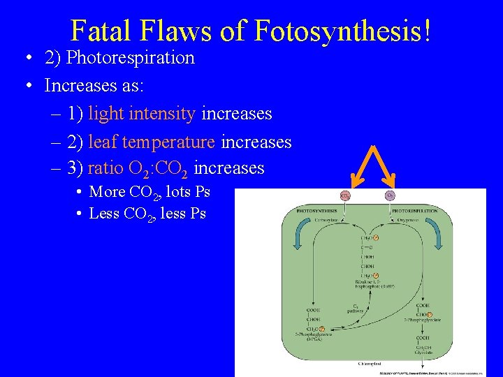 Fatal Flaws of Fotosynthesis! • 2) Photorespiration • Increases as: – 1) light intensity