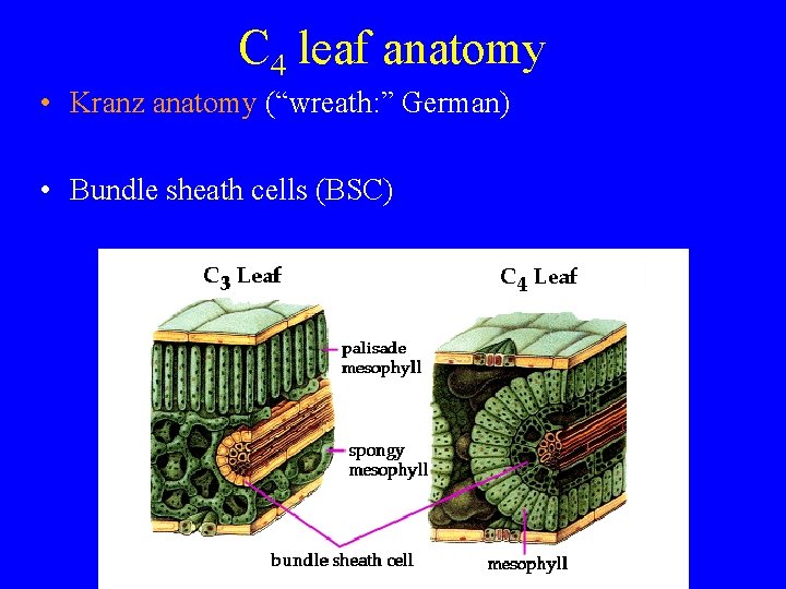 C 4 leaf anatomy • Kranz anatomy (“wreath: ” German) • Bundle sheath cells