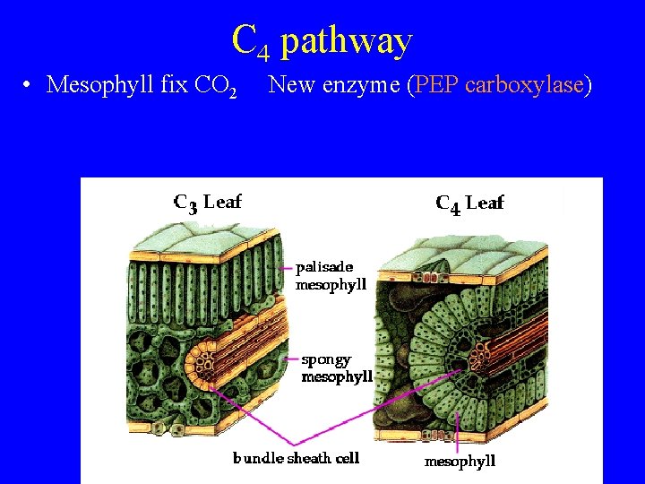 C 4 pathway • Mesophyll fix CO 2 New enzyme (PEP carboxylase) 