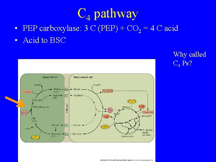 C 4 pathway • PEP carboxylase: 3 C (PEP) + CO 2 = 4