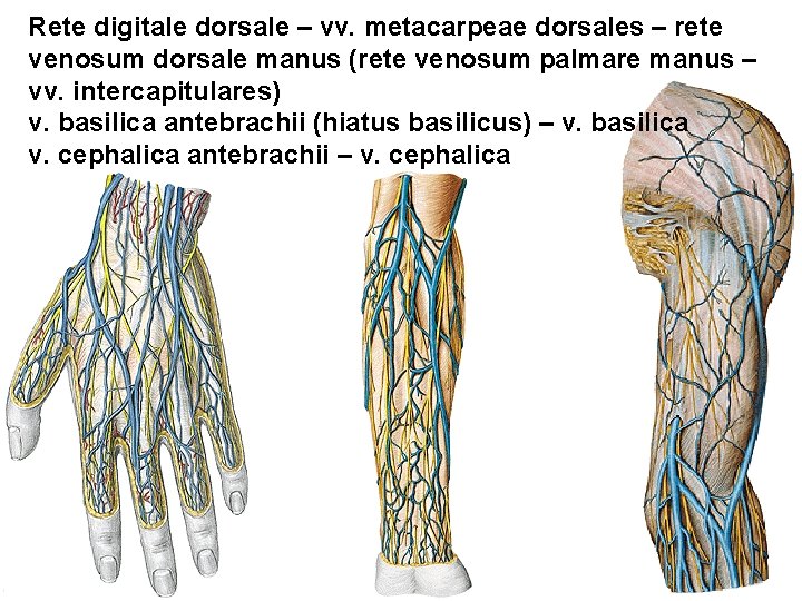 Rete digitale dorsale – vv. metacarpeae dorsales – rete venosum dorsale manus (rete venosum Rete digitale dorsale – vv. metacarpeae dorsales – rete venosum dorsale manus (rete venosum