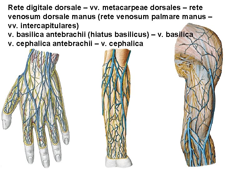 Rete digitale dorsale – vv. metacarpeae dorsales – rete venosum dorsale manus (rete venosum