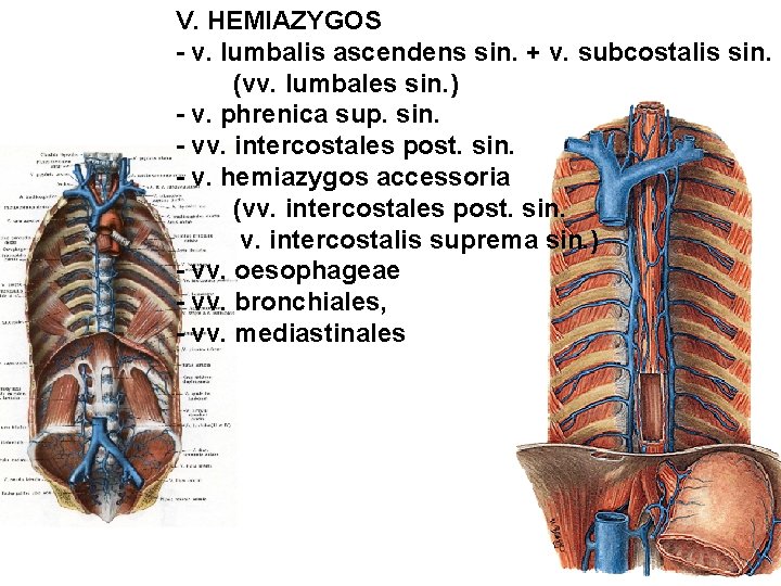 V. HEMIAZYGOS - v. lumbalis ascendens sin. + v. subcostalis sin. (vv. lumbales sin.