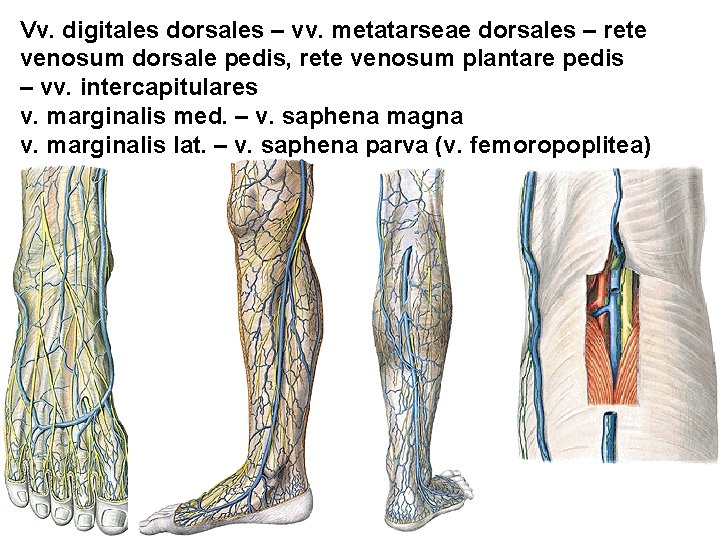 Vv. digitales dorsales – vv. metatarseae dorsales – rete venosum dorsale pedis, rete venosum Vv. digitales dorsales – vv. metatarseae dorsales – rete venosum dorsale pedis, rete venosum