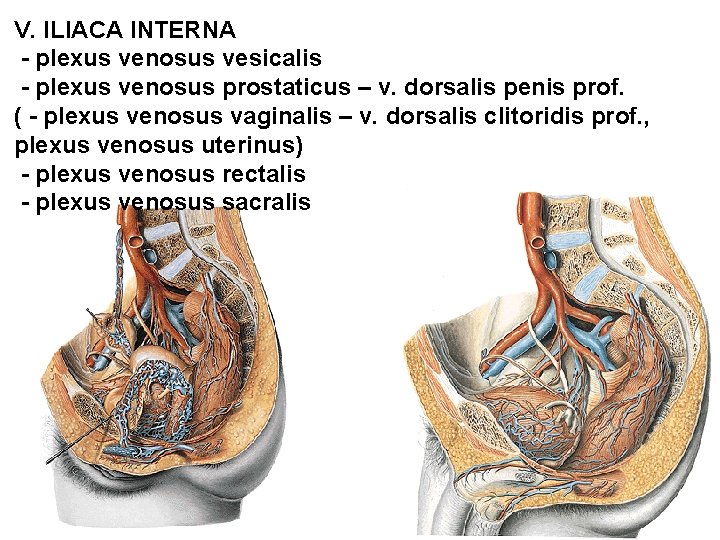 V. ILIACA INTERNA - plexus venosus vesicalis - plexus venosus prostaticus – v. dorsalis