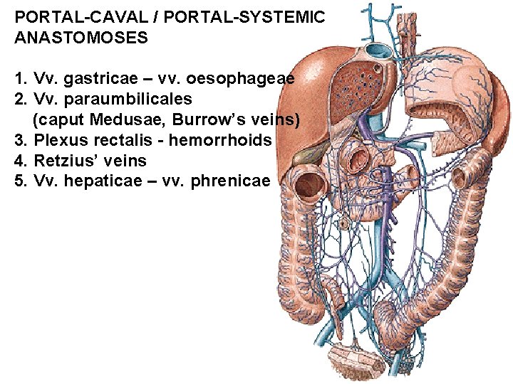 PORTAL-CAVAL / PORTAL-SYSTEMIC ANASTOMOSES 1. Vv. gastricae – vv. oesophageae 2. Vv. paraumbilicales (caput PORTAL-CAVAL / PORTAL-SYSTEMIC ANASTOMOSES 1. Vv. gastricae – vv. oesophageae 2. Vv. paraumbilicales (caput