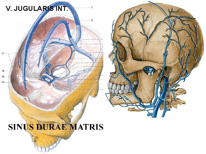 V. JUGULARIS INT. V. JUGULARIS INT.