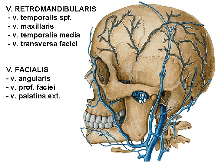V. RETROMANDIBULARIS - v. temporalis spf. - v. maxillaris - v. temporalis media - V. RETROMANDIBULARIS - v. temporalis spf. - v. maxillaris - v. temporalis media -