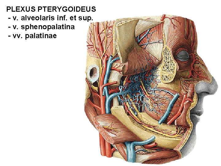 PLEXUS PTERYGOIDEUS - v. alveolaris inf. et sup. - v. sphenopalatina - vv. palatinae PLEXUS PTERYGOIDEUS - v. alveolaris inf. et sup. - v. sphenopalatina - vv. palatinae
