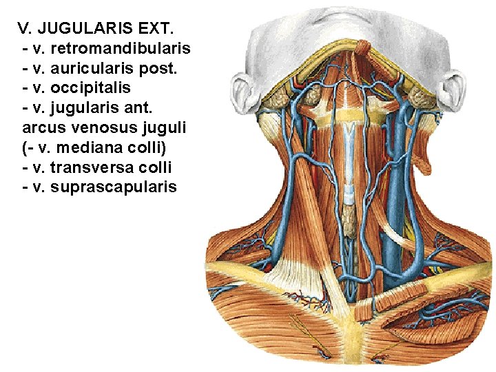 V. JUGULARIS EXT. - v. retromandibularis - v. auricularis post. - v. occipitalis - V. JUGULARIS EXT. - v. retromandibularis - v. auricularis post. - v. occipitalis -