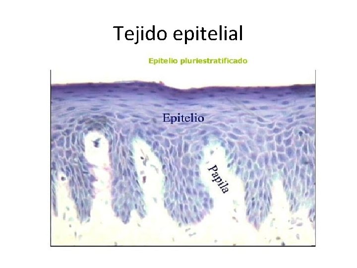 Tejido epitelial 