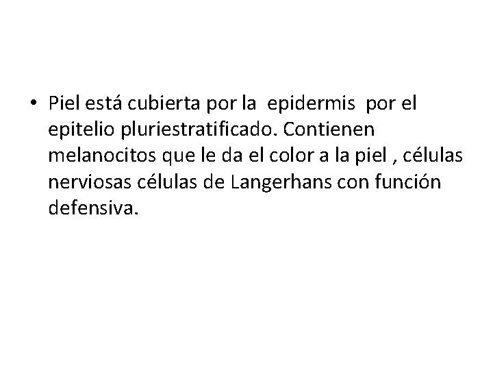  • Piel está cubierta por la epidermis por el epitelio pluriestratificado. Contienen melanocitos