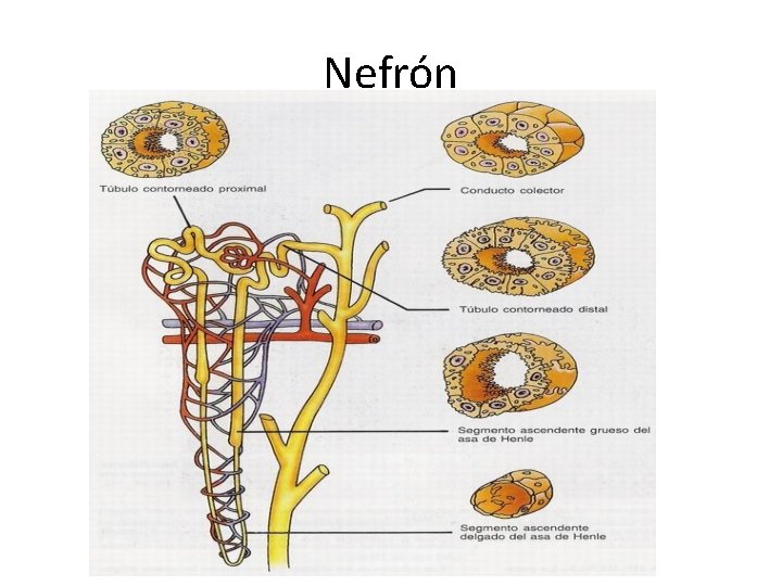 Nefrón 