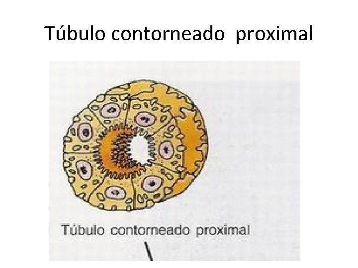 Túbulo contorneado proximal 