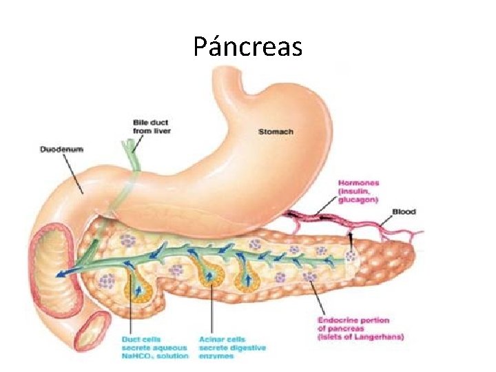 Páncreas 