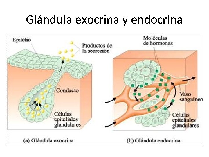 Glándula exocrina y endocrina 