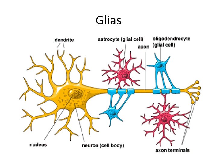 Glias 