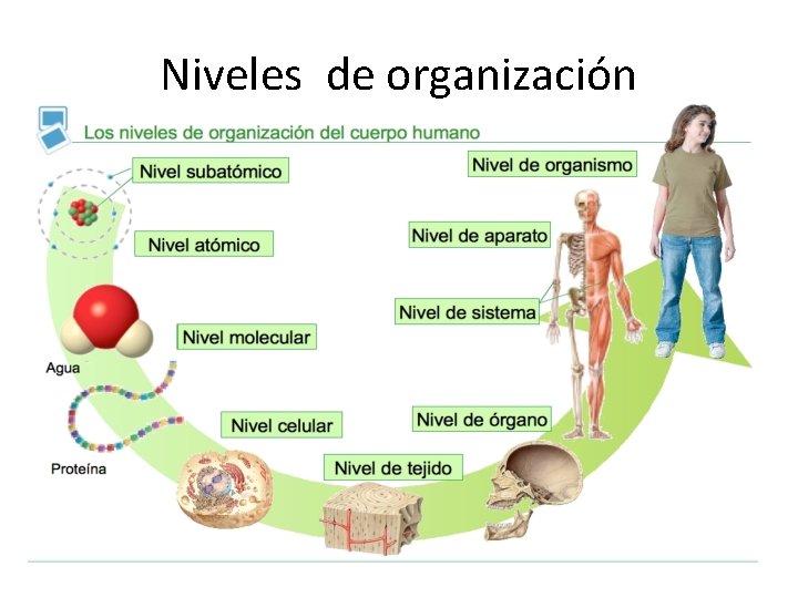 Niveles de organización 