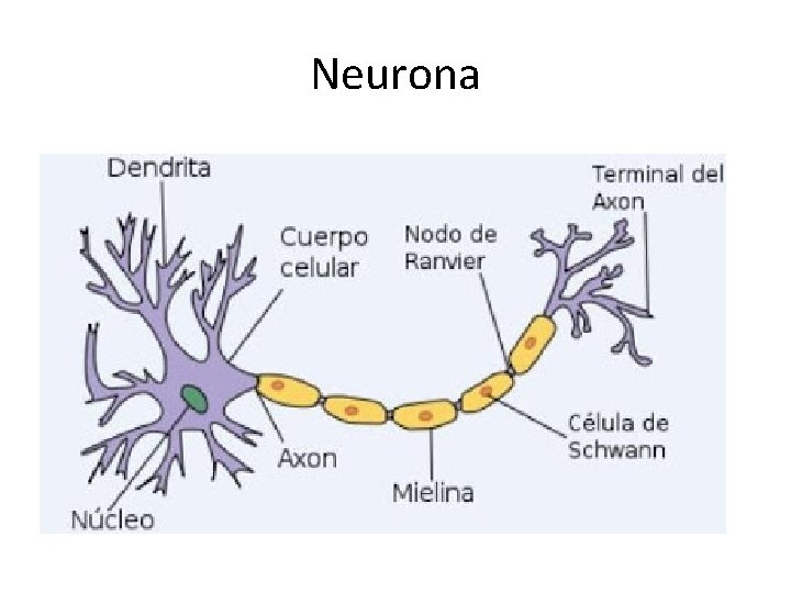 Neurona 