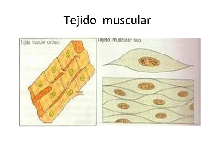 Tejido muscular 