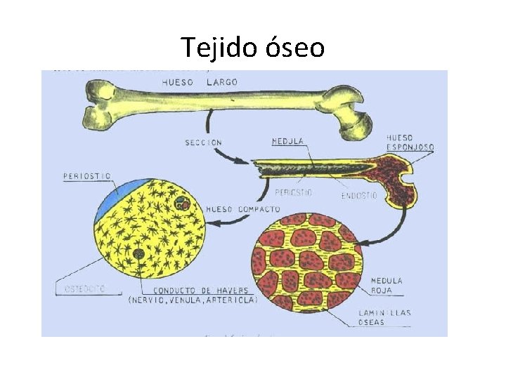 Tejido óseo 