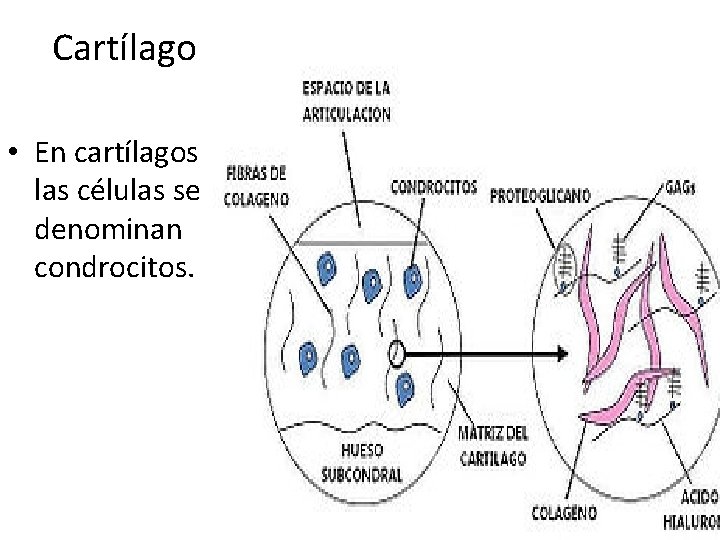 Cartílago • En cartílagos las células se denominan condrocitos. 