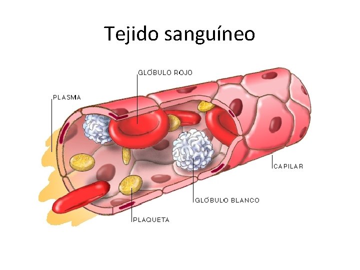 Tejido sanguíneo 