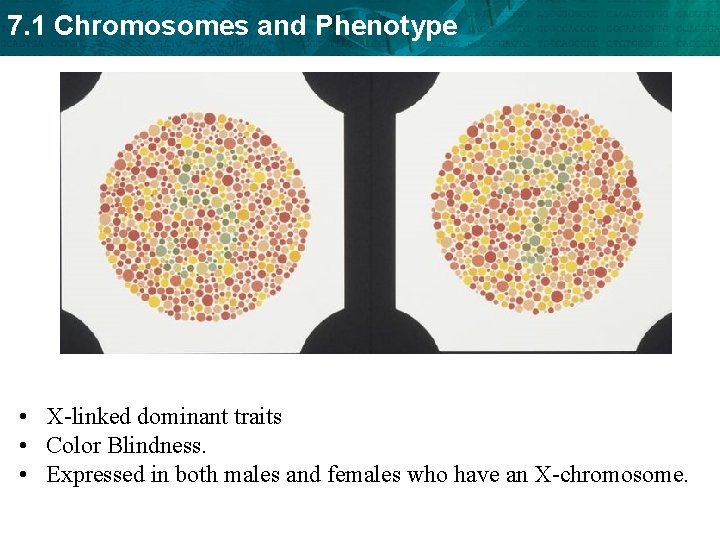 7. 1 Chromosomes and Phenotype • X-linked dominant traits • Color Blindness. • Expressed