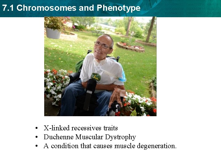 7. 1 Chromosomes and Phenotype • X-linked recessives traits • Duchenne Muscular Dystrophy •