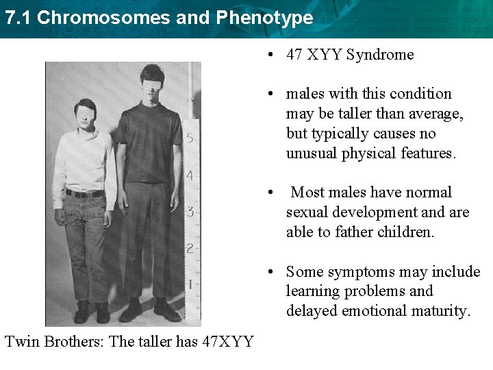 7. 1 Chromosomes and Phenotype • 47 XYY Syndrome • males with this condition