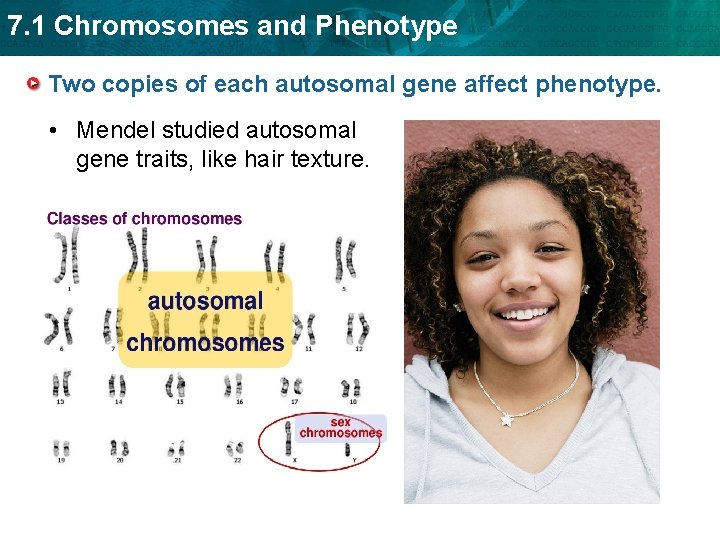 7. 1 Chromosomes and Phenotype Two copies of each autosomal gene affect phenotype. •