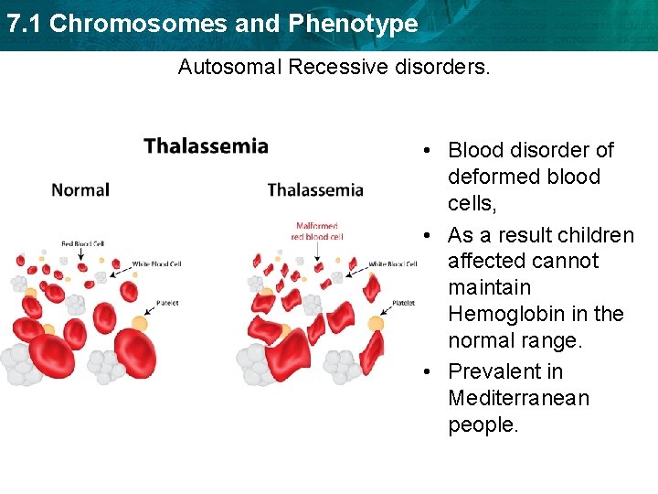 7. 1 Chromosomes and Phenotype Autosomal Recessive disorders. • Blood disorder of deformed blood