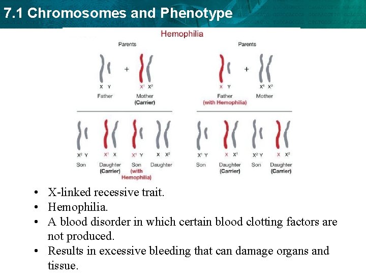 7. 1 Chromosomes and Phenotype • X-linked recessive trait. • Hemophilia. • A blood
