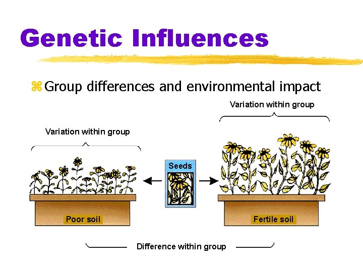 Genetic Influences z Group differences and environmental impact Variation within group Seeds Poor soil Genetic Influences z Group differences and environmental impact Variation within group Seeds Poor soil