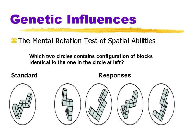 Genetic Influences z The Mental Rotation Test of Spatial Abilities Which two circles contains Genetic Influences z The Mental Rotation Test of Spatial Abilities Which two circles contains