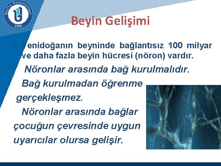 Beyin Gelişimi • Yenidoğanın beyninde bağlantısız 100 milyar ve daha fazla beyin hücresi (nöron)
