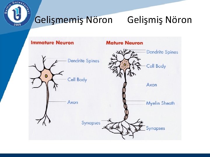  Gelişmemiş Nöron Gelişmiş Nöron 