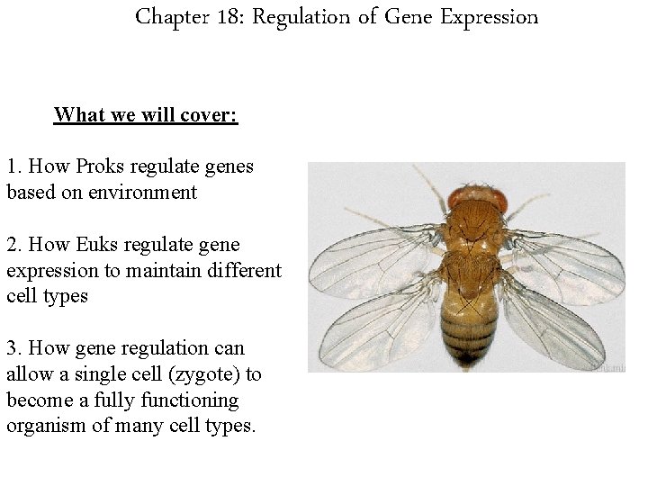 Chapter 18: Regulation of Gene Expression What we will cover: 1. How Proks regulate