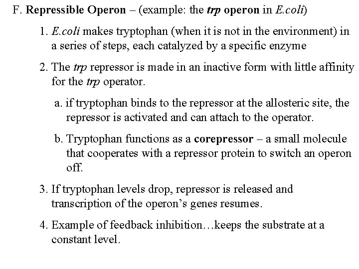 F. Repressible Operon – (example: the trp operon in E. coli) 1. E. coli