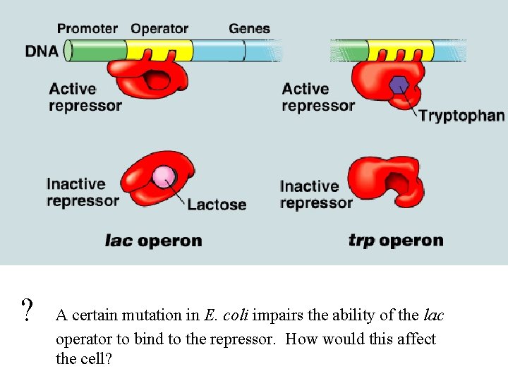 ? A certain mutation in E. coli impairs the ability of the lac operator