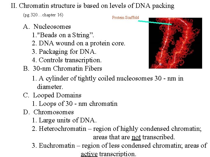 II. Chromatin structure is based on levels of DNA packing (pg. 320…chapter 16) Protein