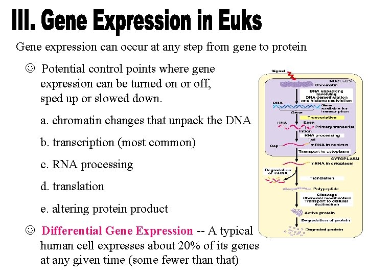 Gene expression can occur at any step from gene to protein Potential control points