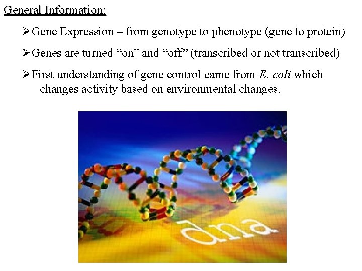 General Information: ØGene Expression – from genotype to phenotype (gene to protein) ØGenes are