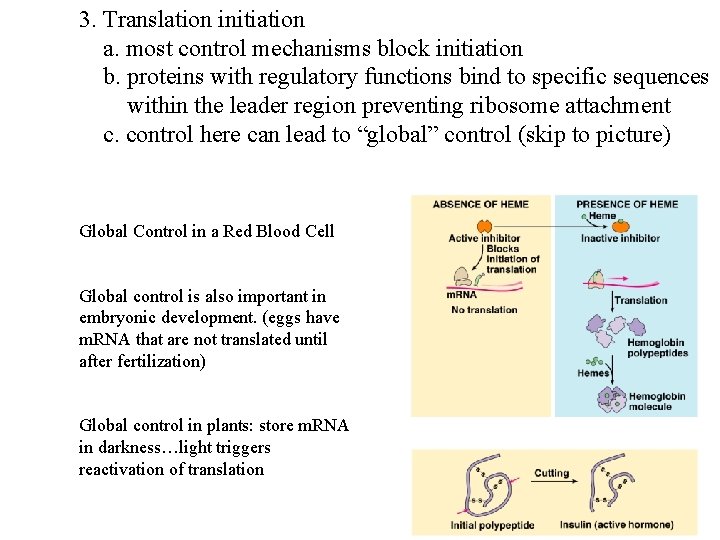 3. Translation initiation a. most control mechanisms block initiation b. proteins with regulatory functions