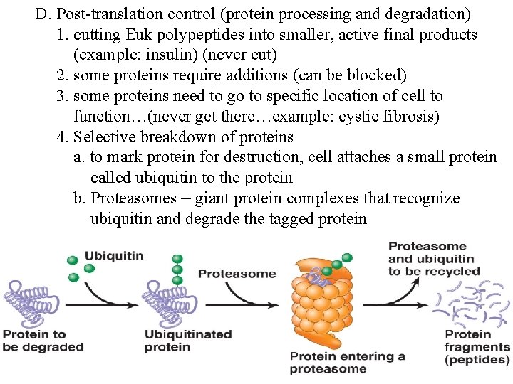 D. Post-translation control (protein processing and degradation) 1. cutting Euk polypeptides into smaller, active